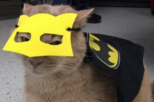 Cat dressed up as Batman