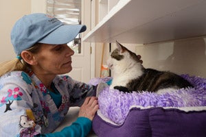 Crystal Hall, a volunteer from Canada, petting a cat in a cat bed