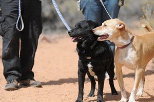 Two dogs who became great friends, Dailey (left) and Buddha (right)