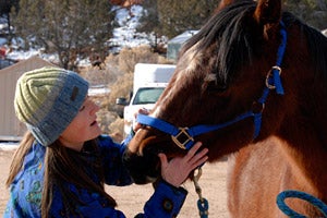Veterinarian examinng a brown horse
