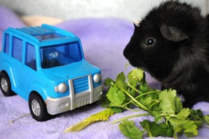 Black guinea pig with toy truck and bunch of cilantro
