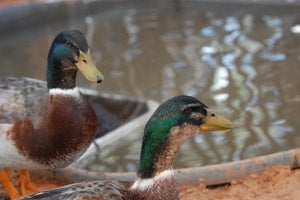 Two ducks, Frick and Frack, available for adoption
