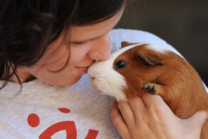 Woman kissing a brown and white guinea pig on the nose