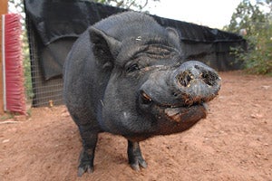 Jeffery the pig who can be adopted