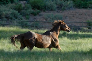 Brown horse galloping in a pasture