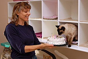 Cybella the FeLV cat celebrating her 21st birthday with a cake