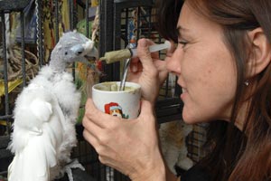Caregiver feeding King O the parrot with a syringe
