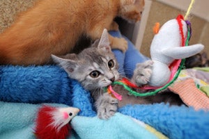 One of the kittens from the hoarding situation playing with a toy