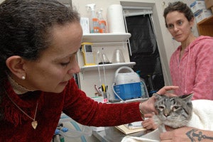Veterinary ophthalmologist Dr. Susan Kirschner examining a cat