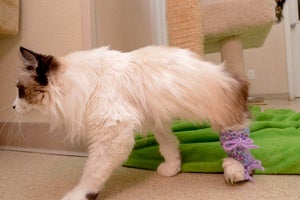 Montana the special-needs cat wearing his pink and purple legging to keep him from chewing on his leg