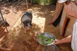Panda the pig getting ready to eat his healthy diet