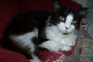 Tuxedo cat who was spayed by Pearl River SPCA in Picayune, Mississippi, using their $10,000 grant