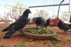 Group of pigeons eating from a bowl