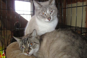 Cats who will be spayed as part of the Humane Society of Somerset County's TNR program