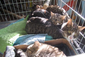 Cats in a cage who have been spayed or neutered by the Humane Society of Somerset County 