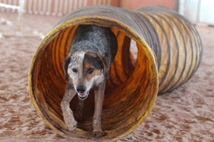 Samuri the once-obese dog successfuly exiting a tunnel during agility work