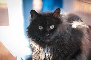 Black long hair cat from the Great Kitty Rescue in Pahrump, Nevada