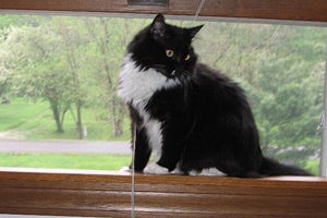 Black and white cat with FIV