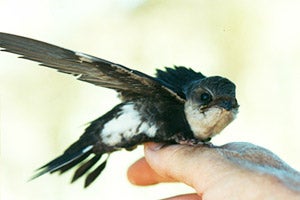 Swifty the white-throated swift 