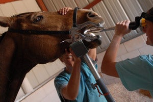 Horse getting a dental exam
