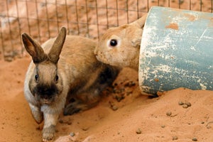 Two rabbits playing in a plastic tube