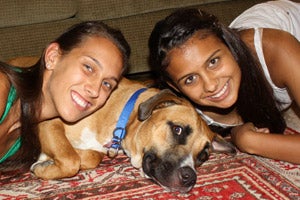 Boxer and bullmastiff mix with two girls