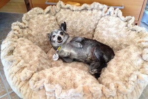 Senior Chihuahua in a dog bed