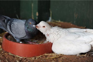 Two pigeons, one named The Todd and his girlfriend