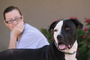 Sherlock the pit bull who is receiving training with Kathy