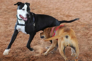 Sherlock the pit bull and Meryl, another pit bull, playing