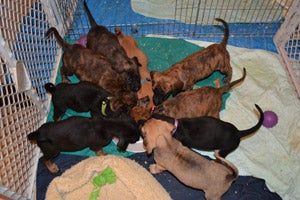 Angel the dog's puppies from Badger Rescue Animal Transport Services (BRATS)