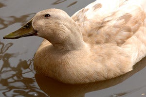 Ducks have unique individual personalities