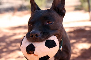 Black dog named Jagger carrying a soccer ball in his mouth