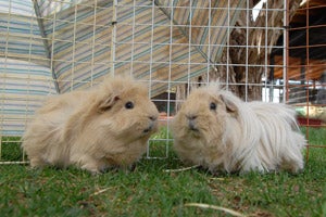 Two cute adoptable guinea pigs named Peanut and Butter