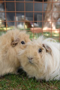 Two adorable guinea pigs in their pen