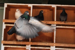 Group of pigeons in nest boxes, with one flying away