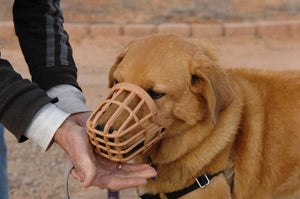 Sunshine Girl the dog learning to wear a muzzle