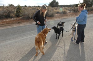 Sunshine Girl meeting other dogs successfully