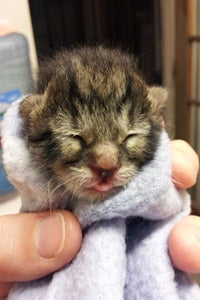 Neonatal kitten wrapped in a blanket