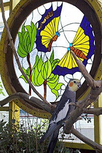 Adopted cockatiel in front of a stained-glass window
