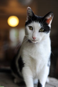 Tuxedo cat Andrew who came from a hoarding situation in Pahrump, Nevada