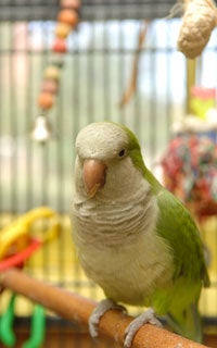 Quaker parrot in cage
