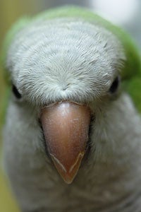 Quaker parrot close-up