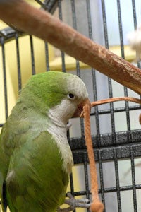 Quaker parrot chewing