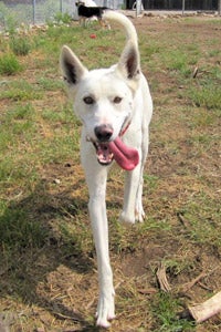 German shepherd and husky mix dog named Bowie adopted from Furburbia in Park City, Utah