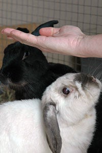Clicker training a rabbit to sit
