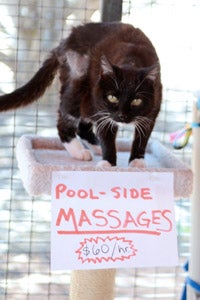  Cat who is ready for a massage 