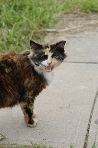 Free-roaming cat on Tangier Island who will be spayed as part of a trap neuter return (TNR) program