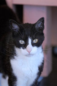 Devin, the strong-willed tuxedo cat