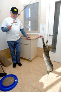 Donald Ahlas playing with a cat with a wand toy at Best Friends